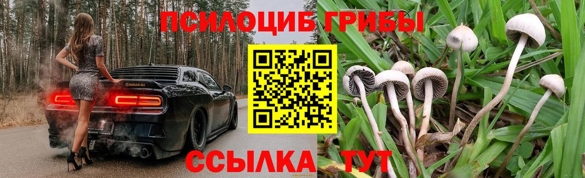 Каменка  Галлюциногенные грибы GOLDEN TEACHER  Псилоцибиновые грибы Psilocybe  Вход с VPN 